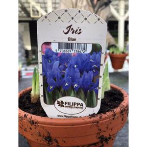 Iris / Scilla Sibirica 9 cm potte